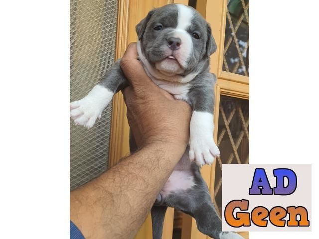 used Am.bully ava for sale 